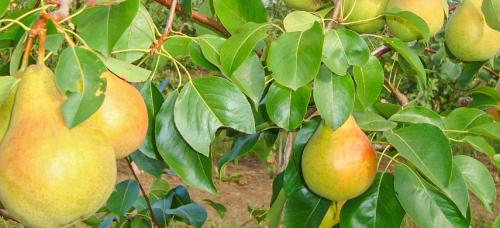 Самые вкусные зимние сорта груш. Выбираем самые морозоустойчивые сорта груши