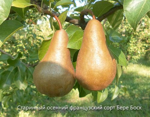 Самые вкусные сорта груш. Сорта груши с фото и описанием: летние, осенние, зимние