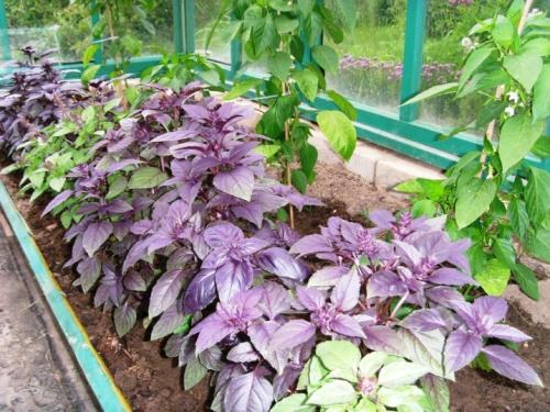 35 растений-компаньонов для перца. Благоприятное соседство 10