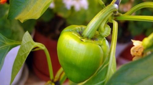 Где лучше сажать перец в тени или на солнце. Посадка перца