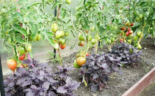 35 растений-компаньонов для перца. Благоприятное соседство 17