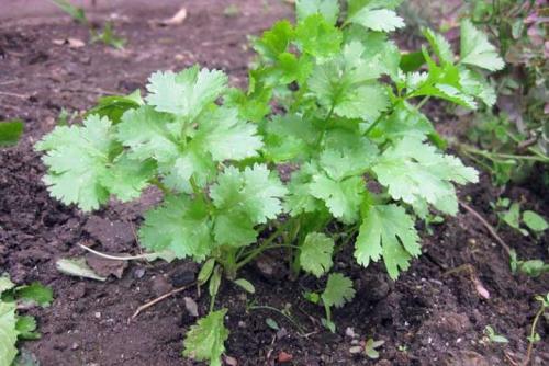 35 растений-компаньонов для перца. Благоприятное соседство 12