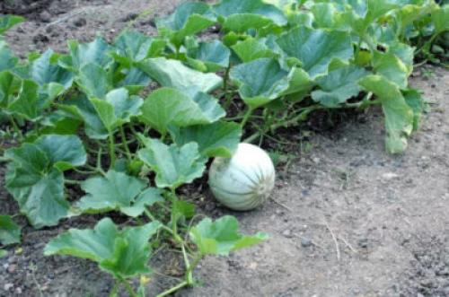 Можно ли сажать арбузы рядом с перцем. Что можно сажать рядом с арбузами: подбираем соседей для открытого грунта