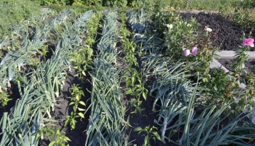 35 растений-компаньонов для перца. Благоприятное соседство 04