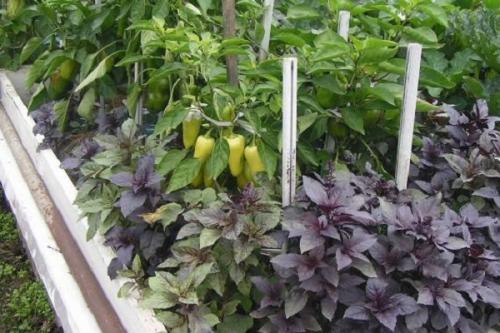 Что можно посадить рядом с перцем в открытом грунте. Совместные посадки: соседи перцев на грядке и в теплице