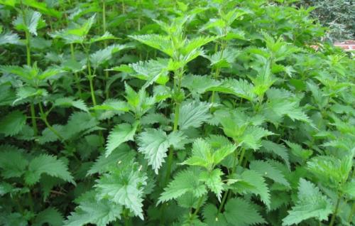 35 растений-компаньонов для перца. Благоприятное соседство 06