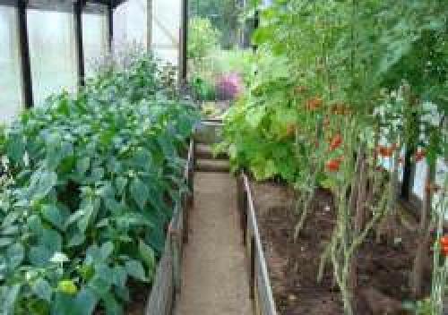 35 растений-компаньонов для перца. Благоприятное соседство 15