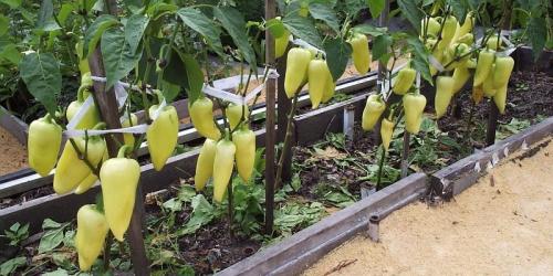 Что можно посадить рядом с перцем в открытом грунте. Совместные посадки: соседи перцев на грядке и в теплице