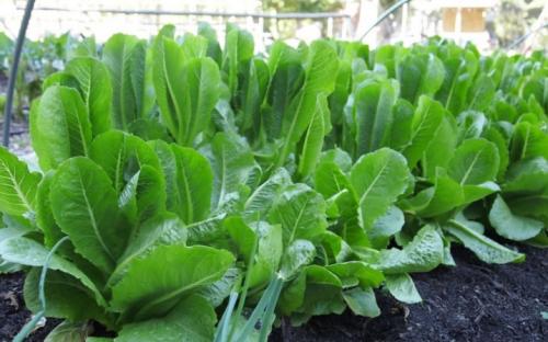 35 растений-компаньонов для перца. Благоприятное соседство 07