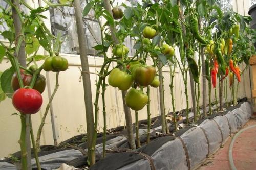 Можно ли сажать помидоры рядом с перцем в открытом грунте. Преимущества и недостатки