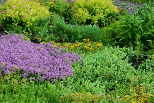 35 растений-компаньонов для перца. Благоприятное соседство 13