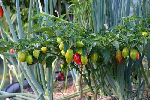 Что можно посадить рядом с перцем в открытом грунте. Совместные посадки: соседи перцев на грядке и в теплице