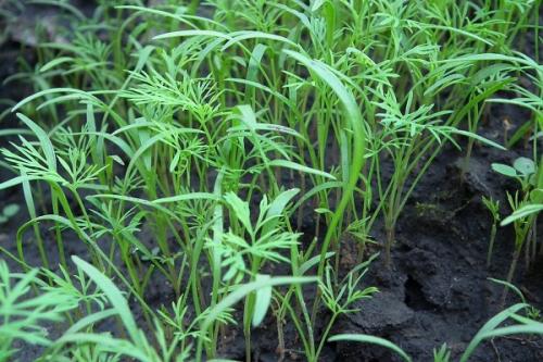 Что можно посадить рядом с перцем в открытом грунте. Совместные посадки: соседи перцев на грядке и в теплице