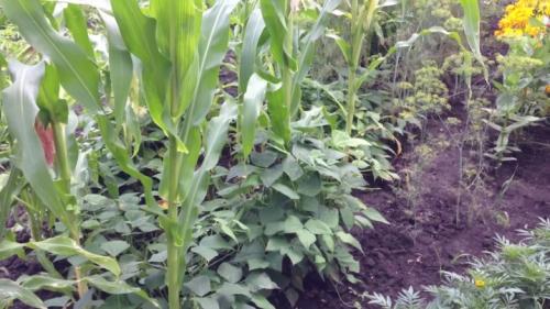 35 растений-компаньонов для перца. Благоприятное соседство 05