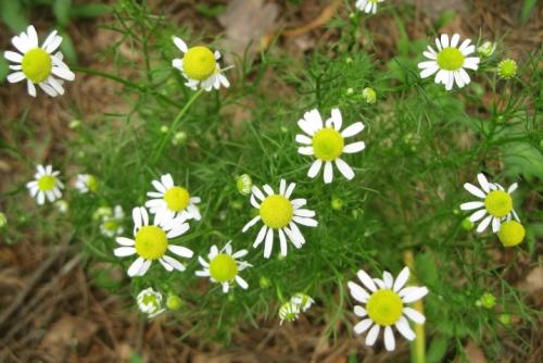 35 растений-компаньонов для перца. Благоприятное соседство 08