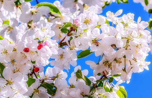 Таблица подкормки плодовых деревьев и кустарников по месяцам. Весенняя подкормка плодовых деревьев и кустарников по месяцам