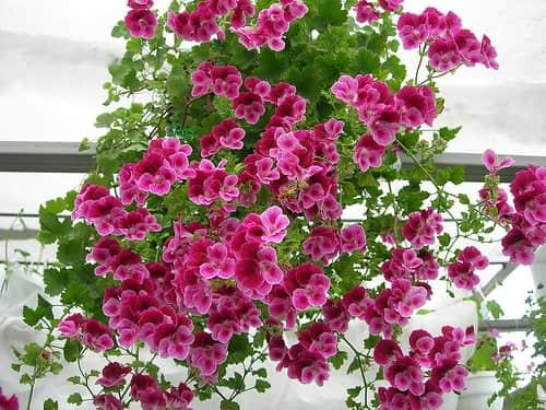 Какую почву любит. Добавление статьи в новую подборку 05 Какую почву любит. Добавление статьи в новую подборку 05