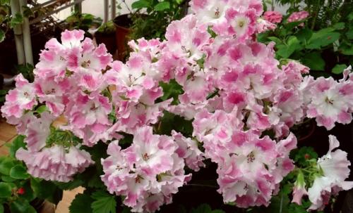 Какую почву любит. Добавление статьи в новую подборку 04 Какую почву любит. Добавление статьи в новую подборку 04