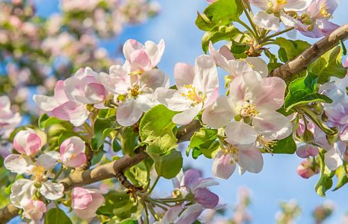 Таблица подкормки плодовых деревьев и кустарников по месяцам. Весенняя подкормка плодовых деревьев и кустарников по месяцам