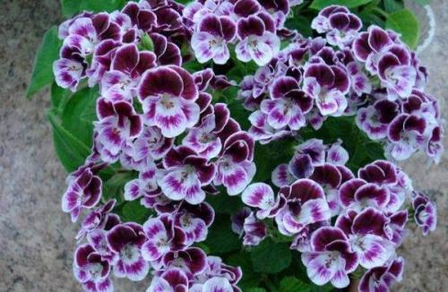 Какую почву любит. Добавление статьи в новую подборку 03 Какую почву любит. Добавление статьи в новую подборку 03