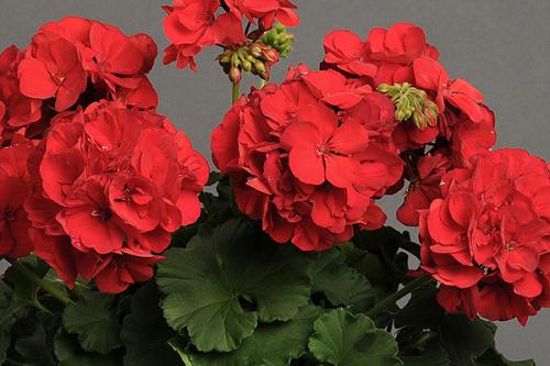 Какую почву любит. Добавление статьи в новую подборку 02 Какую почву любит. Добавление статьи в новую подборку 02