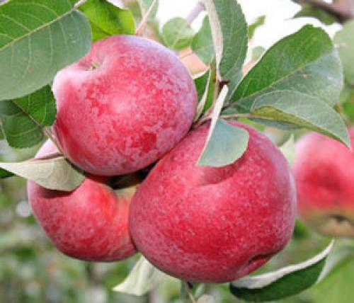 Яблоня Лобо. Зимняя яблоня Лобо