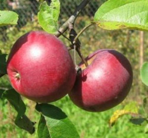 Яблоня Лобо. Зимняя яблоня Лобо