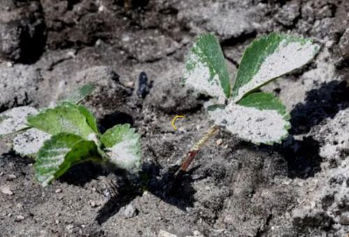 Зола для клубники: варианты и сроки подкормок + рецепты использования