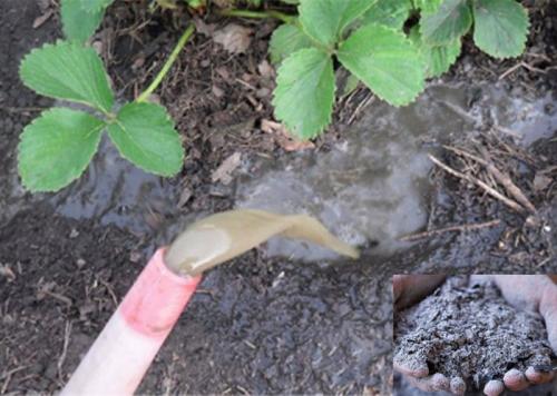 Зола для клубники: варианты и сроки подкормок + рецепты использования