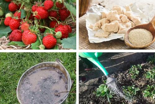 Зола для клубники: варианты и сроки подкормок + рецепты использования