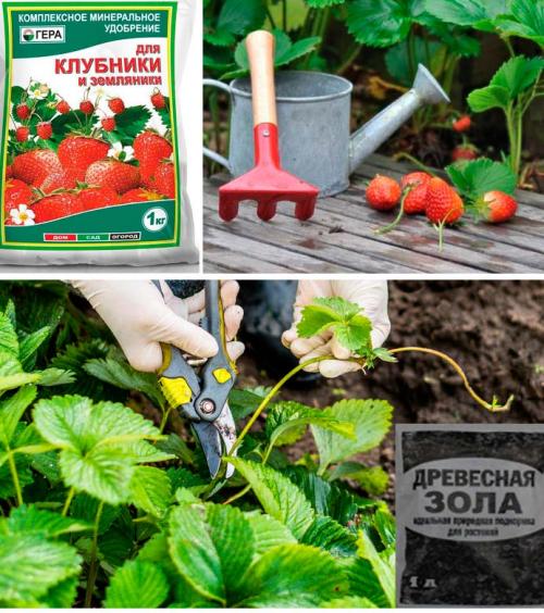 Зола для клубники: варианты и сроки подкормок + рецепты использования