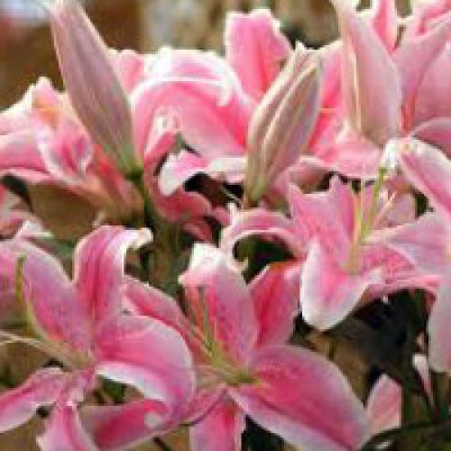 Как обеспечить правильную увлажненность для лилий после пересадки. Как поливать лилию