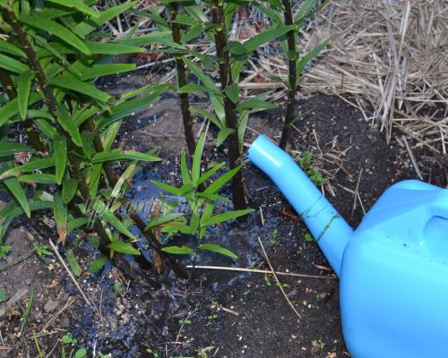 Как ухаживать за лилиями после посадки. Как ухаживать за лилиями