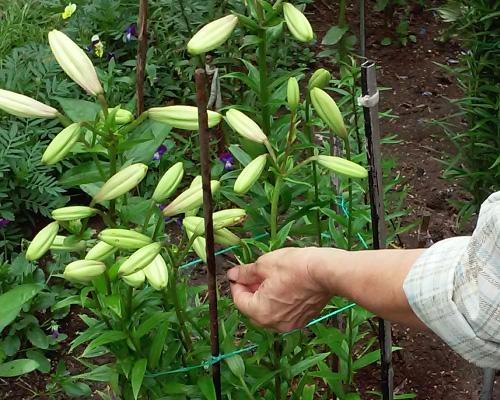 Как обеспечить правильное увлажнение лилий после пересадки. Посадка лилий