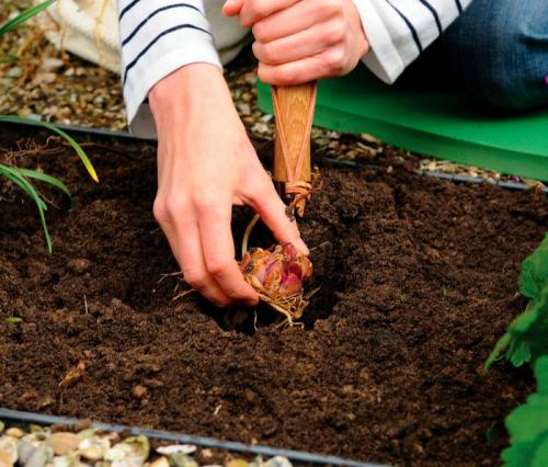 Какие виды лилий лучше пересаживать весной. В какое время сажать