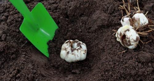 Как готовить почву перед посадкой лилий. Правила осенней посадки клубней