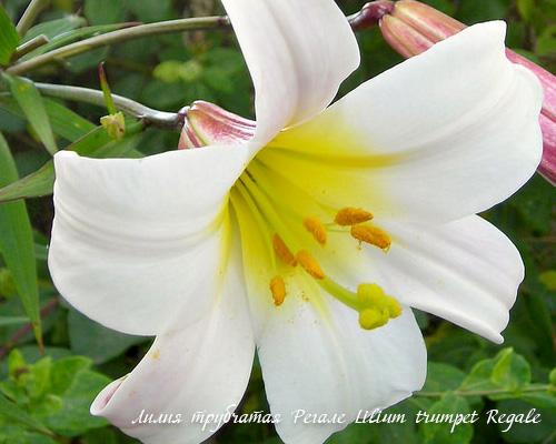 Как ухаживать за лилиями после посадки. Как ухаживать за лилиями