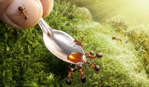 Как избавиться от муравейника на участке навсегда: проверенные методы 07 Как избавиться от муравейника на участке навсегда: проверенные методы 07