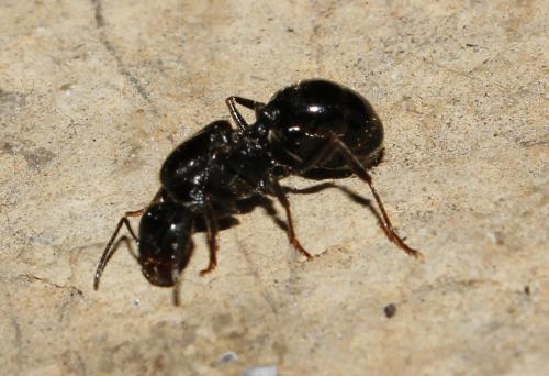 Как избавиться от муравейника на участке навсегда: проверенные методы 05 Как избавиться от муравейника на участке навсегда: проверенные методы 05