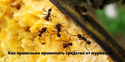 Быстрая победа над муравьями: как избавиться за 15 минут 02