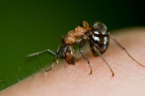 Как избавиться от муравейника на участке навсегда: проверенные методы 04 Как избавиться от муравейника на участке навсегда: проверенные методы 04