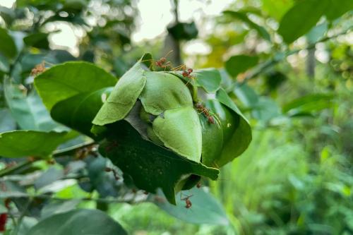Почему муравьи часто появляются в дачных домиках. Самые распространенные виды муравьев в России