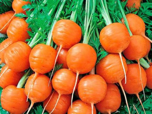 Морковь калгари. Лучшие сорта моркови на 2021 год: самые урожайные, вкусные, сочные, сладкие