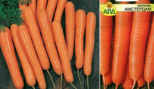 Морковь калгари. Лучшие сорта моркови на 2021 год: самые урожайные, вкусные, сочные, сладкие