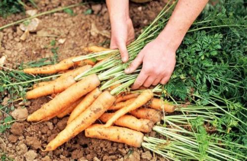Почему вянет морковь в земле. Основные причины гниения