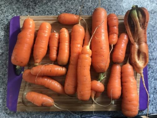 Как вырастить морковь в открытом грунте ровной. Советы, которые помогут вырастить ровную морковь