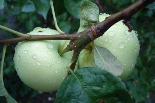 Сорт летних сладких яблок. Летние сорта