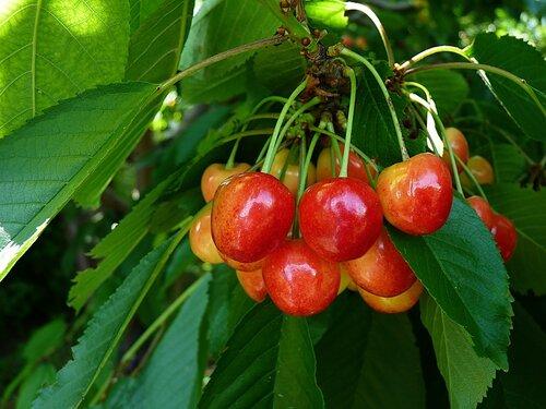 Сорта яблок на кубани. Каждому климату – свой сад