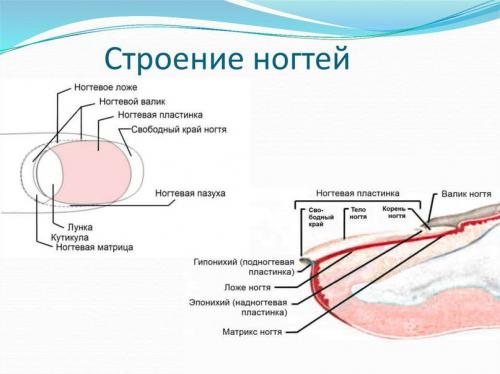 Деформация ногтевой пластины причины. Что такое ониходистрофия