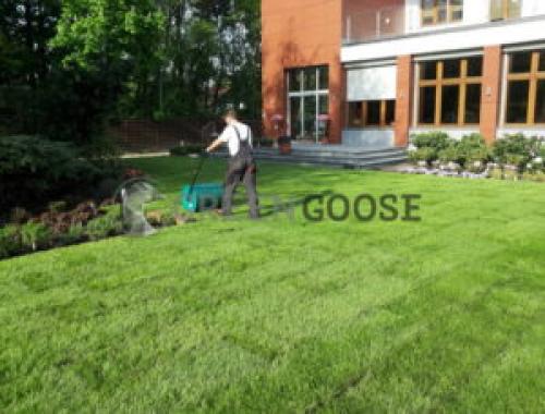 Уход за рулонным газоном осенью. ОБЩИЕ ПРАВИЛА УКЛАДКИ ГАЗОНА